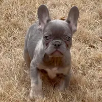 Ollie, a male French Bulldog for sale in Dallas, TX – Photo 8 of 8