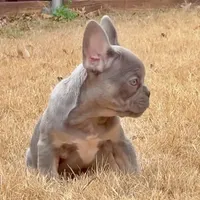 Ollie, a male French Bulldog for sale in Dallas, TX – Photo 6 of 8