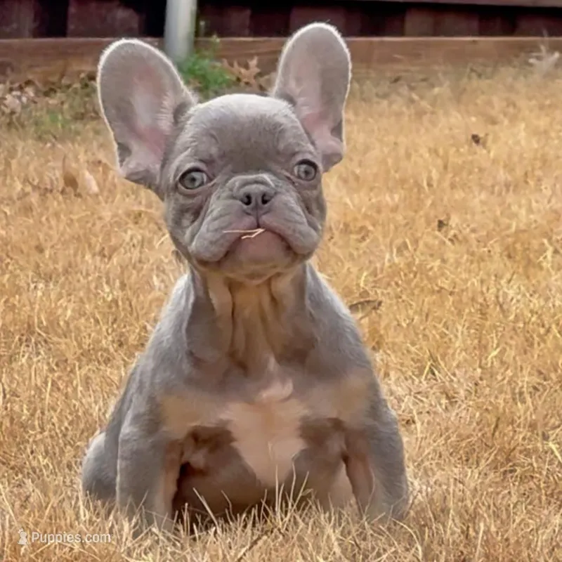 Ollie – French Bulldog puppy for sale in Dallas, TX