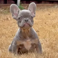 Ollie, a male French Bulldog for sale in Dallas, TX – Photo 1 of 8