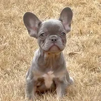 Ollie, a male French Bulldog for sale in Dallas, TX – Photo 4 of 8