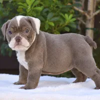 LILA, a female English Bulldog for sale in Dallas, TX – 2 of 7