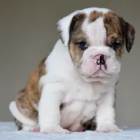 Gio, a male English Bulldog for sale in Dallas, TX – 4 of 8