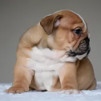 Zoe, a female English Bulldog for sale in Dallas, TX – 2 of 10