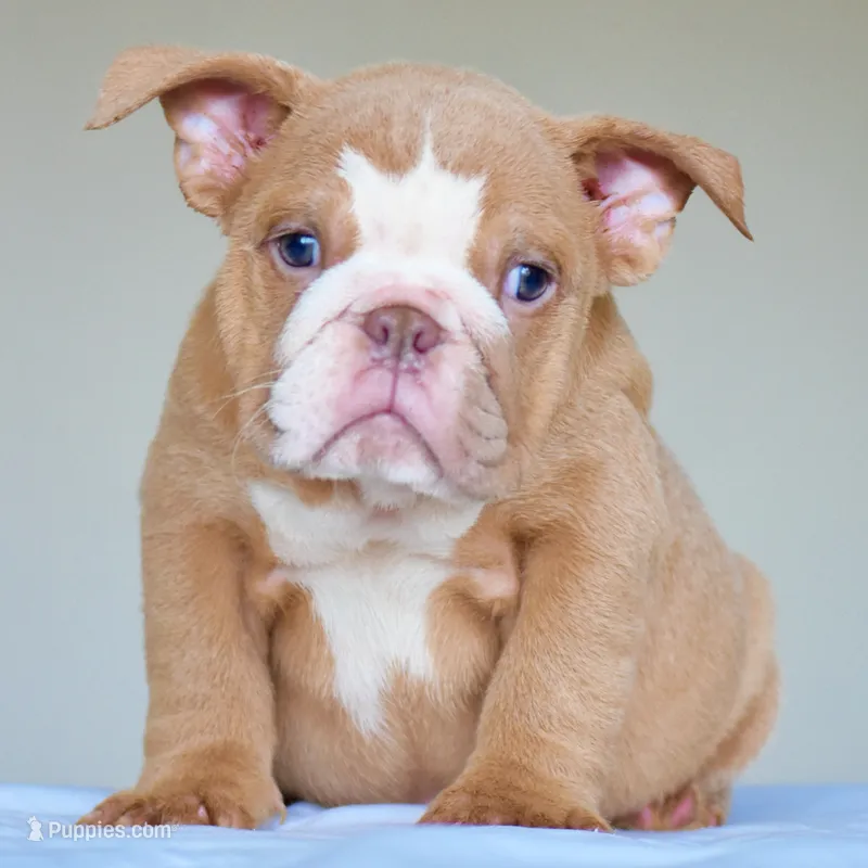 Maple – English Bulldog puppy for sale in Dallas, TX