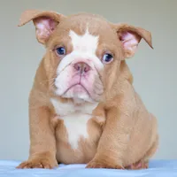 Maple, a female English Bulldog for sale in Dallas, TX – 1 of 6