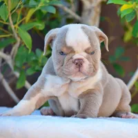ROYCE, a male English Bulldog for sale in Dallas, TX – 8 of 10