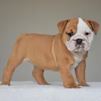 Dakota, a female English Bulldog for sale in Dallas, TX – 8 of 9