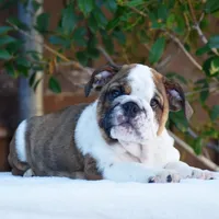 Malia, a female English Bulldog for sale in Dallas, TX – 3 of 9