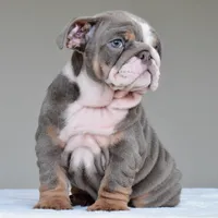 Kona, a female English Bulldog for sale in Dallas, TX – 8 of 10