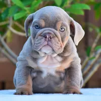 Enzo, a male English Bulldog for sale in Dallas, TX – 3 of 10
