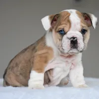 Vienna, a female English Bulldog for sale in Dallas, TX – 2 of 10