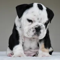 Oreo, a male English Bulldog for sale in Dallas, TX – 6 of 7