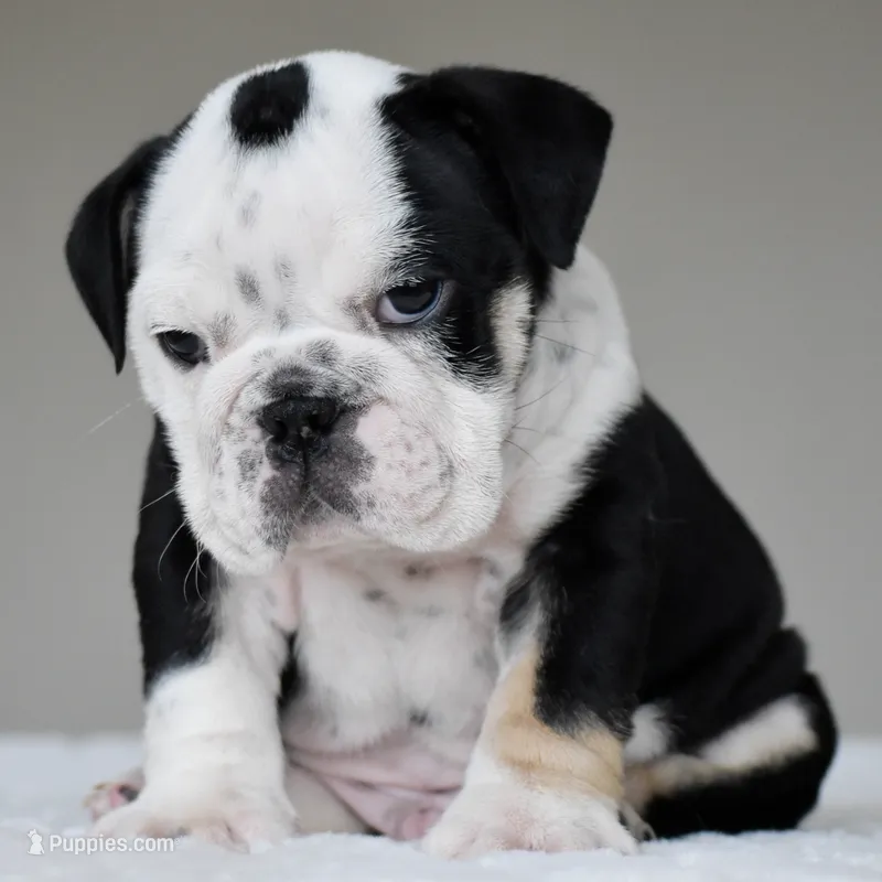 Oreo – English Bulldog puppy for sale in Dallas, TX