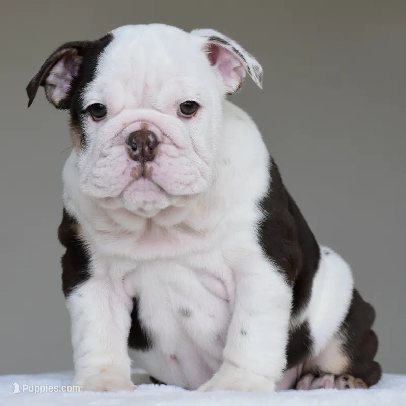 KIRA – English Bulldog puppy for sale in Dallas, TX