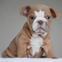Sadie, a female English Bulldog for sale in Dallas, TX – 4 of 5