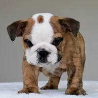 Theo, a male English Bulldog for sale in Dallas, TX – 3 of 8
