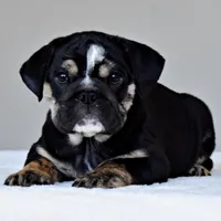 Zoe , a female English Bulldog for sale in Dallas, TX – 4 of 4