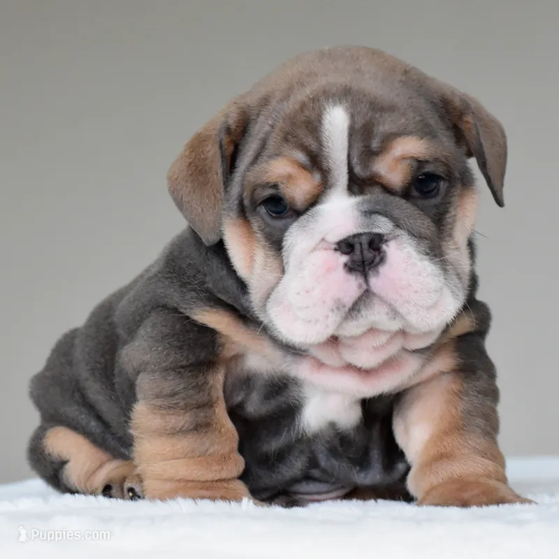 Rio – English Bulldog puppy for sale in Dallas, TX