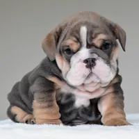 Rio, a male English Bulldog for sale in Dallas, TX – 1 of 9