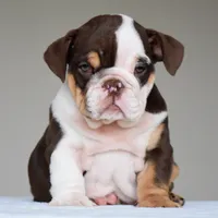 Jace, a male English Bulldog for sale in Dallas, TX – 5 of 10