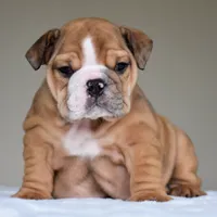 Paco, a male English Bulldog for sale in Dallas, TX – 8 of 9
