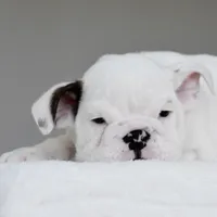 apollo, a male English Bulldog for sale in Dallas, TX – 2 of 9