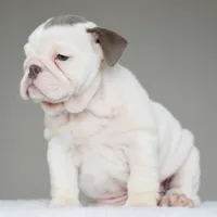 Linda, a female English Bulldog for sale in Dallas, TX – 9 of 10