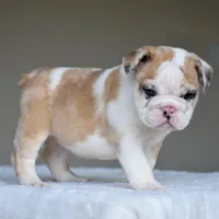 Mila, a female English Bulldog for sale in Dallas, TX – 9 of 9