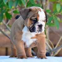 Mona, a female English Bulldog for sale in Dallas, TX – 2 of 10