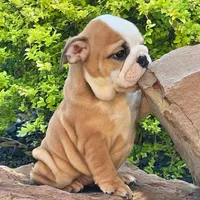 BELLA, a male English Bulldog for sale in Dallas, TX – 4 of 6