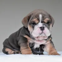 Rio, a male English Bulldog for sale in Dallas, TX – 6 of 9