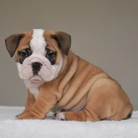 Henry, a male English Bulldog for sale in Dallas, TX – 1 of 9