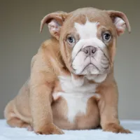 Maple, a female English Bulldog for sale in Dallas, TX – 7 of 8