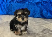 Ricky , a male Morkie for sale in Memphis, MO – 4 of 4