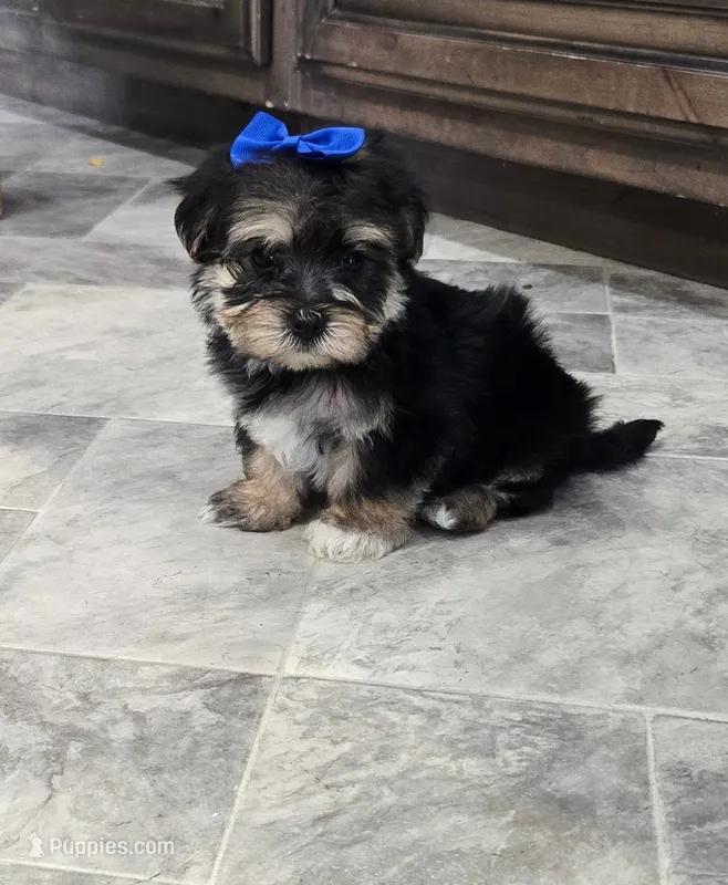 Ricky  – Morkie puppy for sale in Memphis, MO
