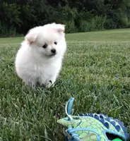 Harley, a male Pomeranian for sale in Memphis, MO – Photo 2 of 3