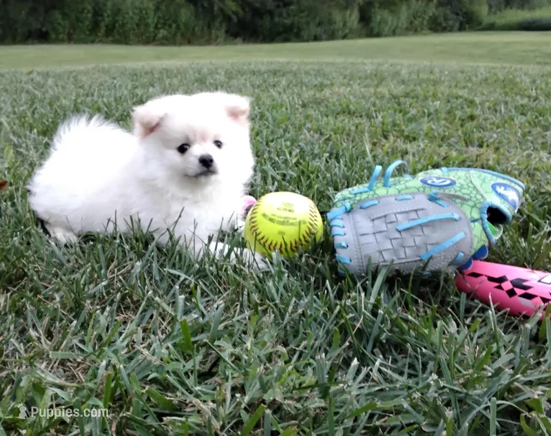 Harley, a male Pomeranian for sale in Memphis, MO – Photo 1 of 3