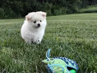 Harley, a male Pomeranian for sale in Memphis, MO – Photo 3 of 3