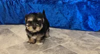 Ricky , a male Morkie for sale in Memphis, MO – 3 of 4