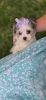 Fluffy , a female Maltipom for sale in Memphis, MO – 8 of 9