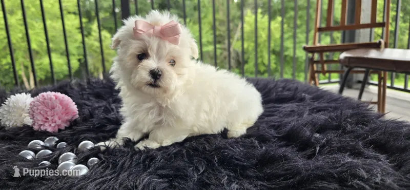 Minnie  – Maltese puppy for sale in Memphis, MO