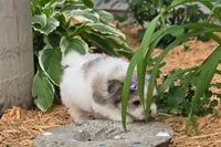 Fluffy , a female Maltipom for sale in Memphis, MO – 9 of 9