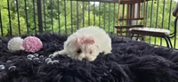 Minnie , a female Maltese for sale in Memphis, MO – 4 of 4