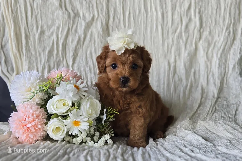 Dolly – Maltipoo puppy for sale in Memphis, MO
