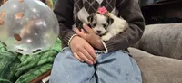 Fluffy , a female Maltipom for sale in Memphis, MO – 3 of 4