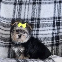 Ricky , a male Morkie for sale in Memphis, MO – Photo 2 of 5