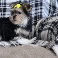 Ricky , a male Morkie for sale in Memphis, MO – Photo 3 of 5