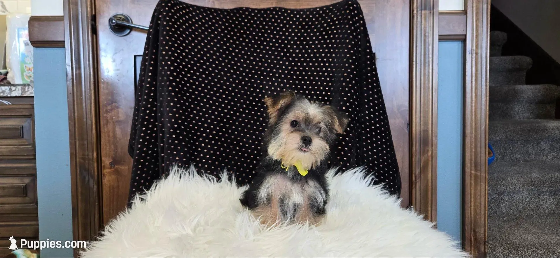 Ricky , a male Morkie for sale in Memphis, MO – Photo 5 of 5