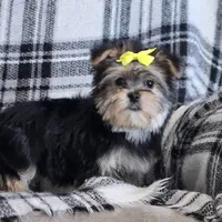 Ricky , a male Morkie for sale in Memphis, MO – Photo 1 of 5